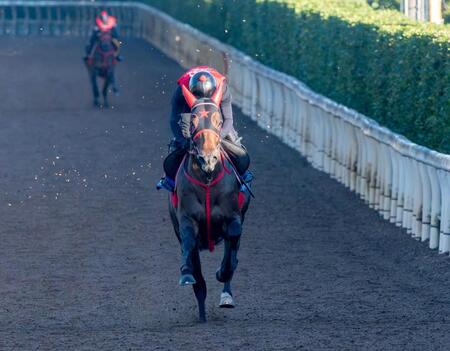 　栗東坂路で追い切るフリッカージャブ＝撮影・石湯恒介