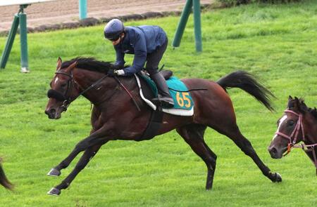 　活気十分の動きを見せたショウナンガレオン（撮影・佐々木彰尚）