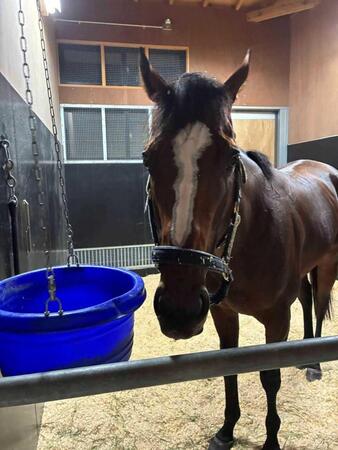 　馬房でリラックスするメイショウタバル（石橋厩舎・上籠助手提供）