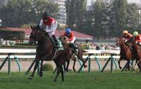 札幌２歳Ｓを制したショウナンガレオン（撮影・佐々木彰尚）