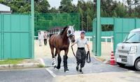 馬運車へ乗り込むメイショウタバル
