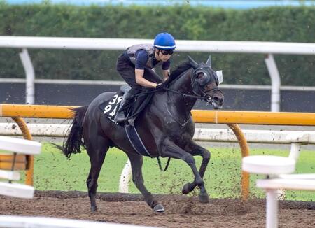 　ひと夏越えて心身共に成長したバステール（撮影・石湯恒介）