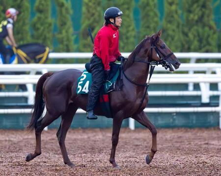 角馬場で乗り込むクラルテロワ（撮影・石湯恒介）