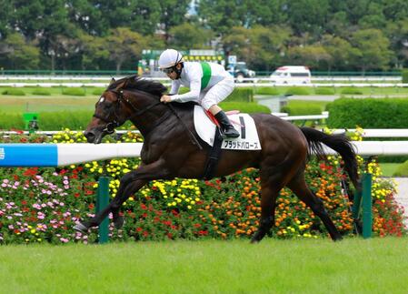 新馬戦を制したブラッドバローズ（撮影・石湯恒介）