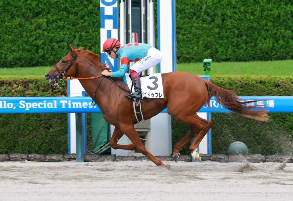 新馬戦を制したエピドゥブレ（撮影・石湯恒介）