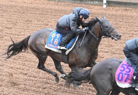 　美浦坂路を力強く駆け上がったコスモキュランダ