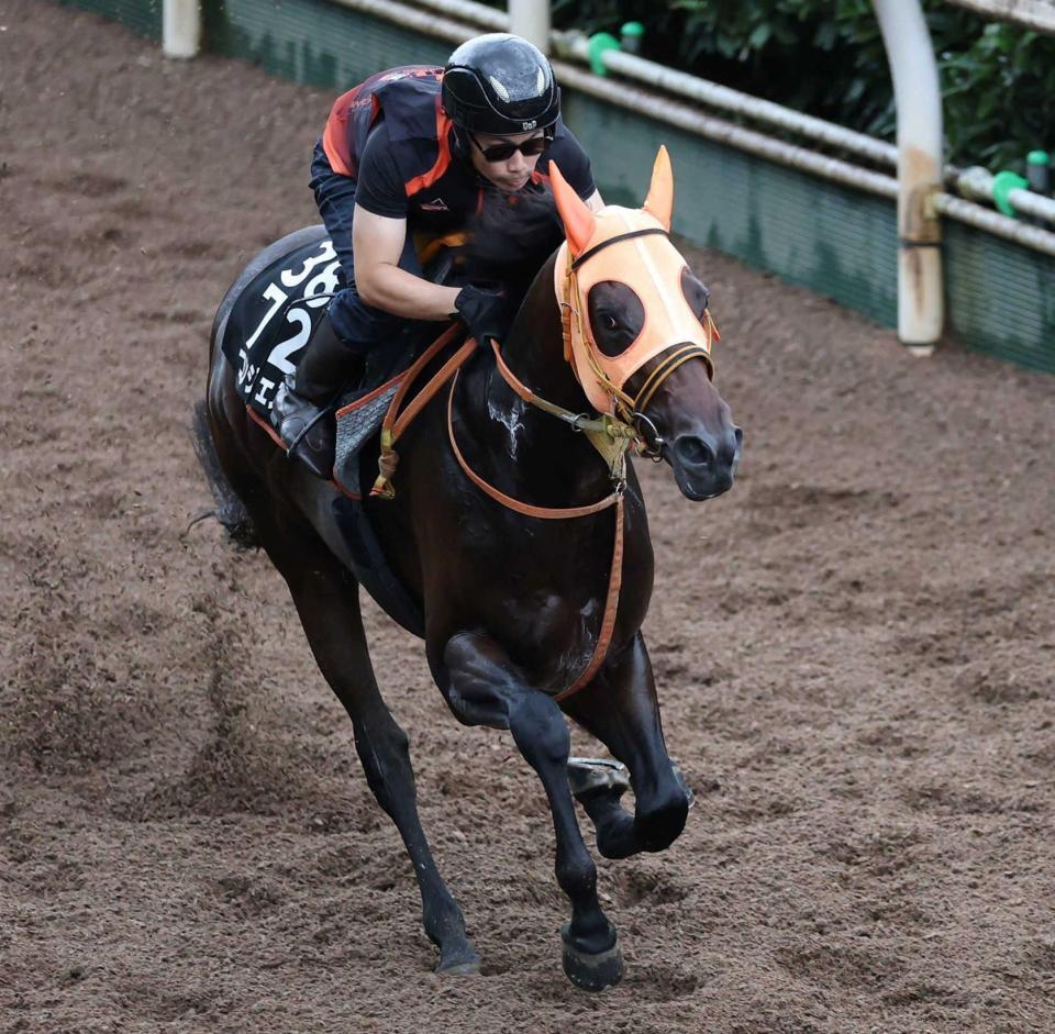 　栗東坂路で態勢を整えたコンジェスタス（撮影・中田匡峻）