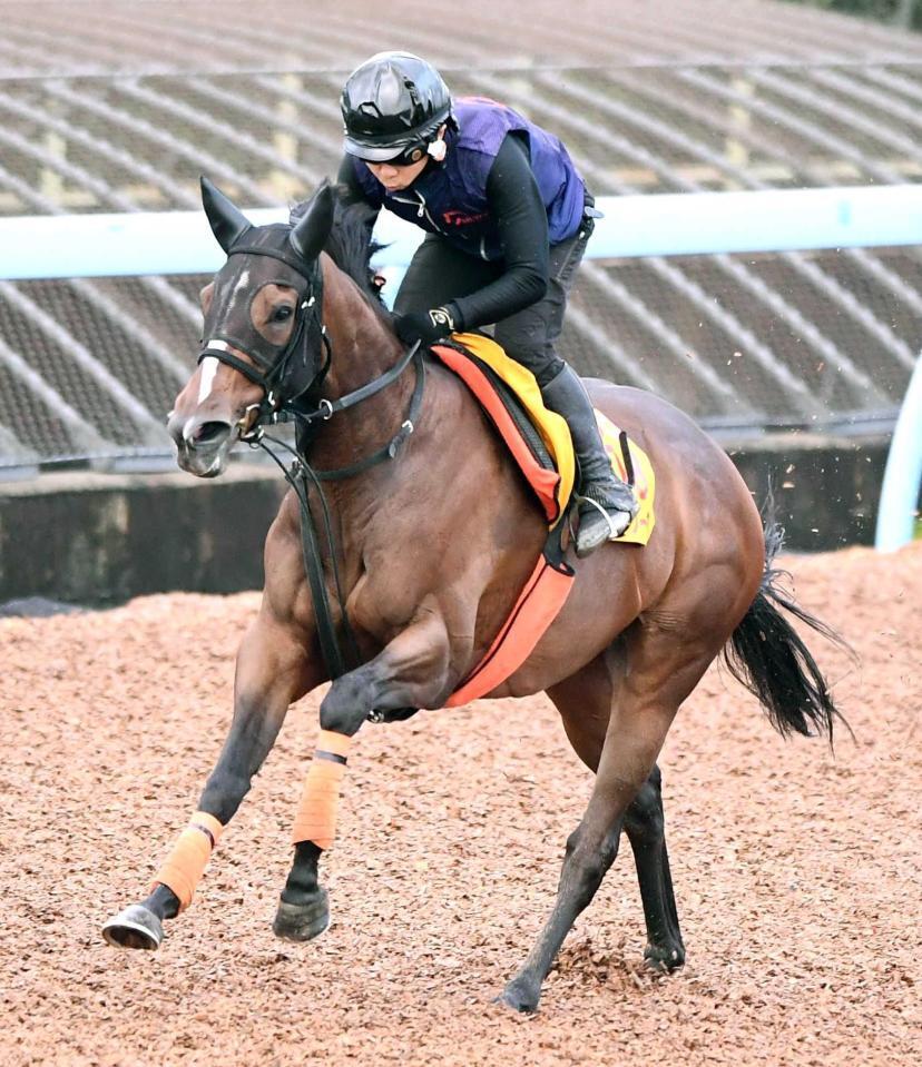 　美浦Ｗを反応鋭く駆け抜けたエセルフリーダ（撮影・園田高夫）