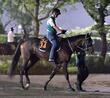 【阪神危険な人気馬】ゴーラッキー　阪神１１Ｒ・神戸新聞杯