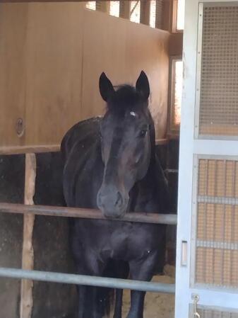 レースから一夜明け厩舎で元気な姿を披露したロブチェン