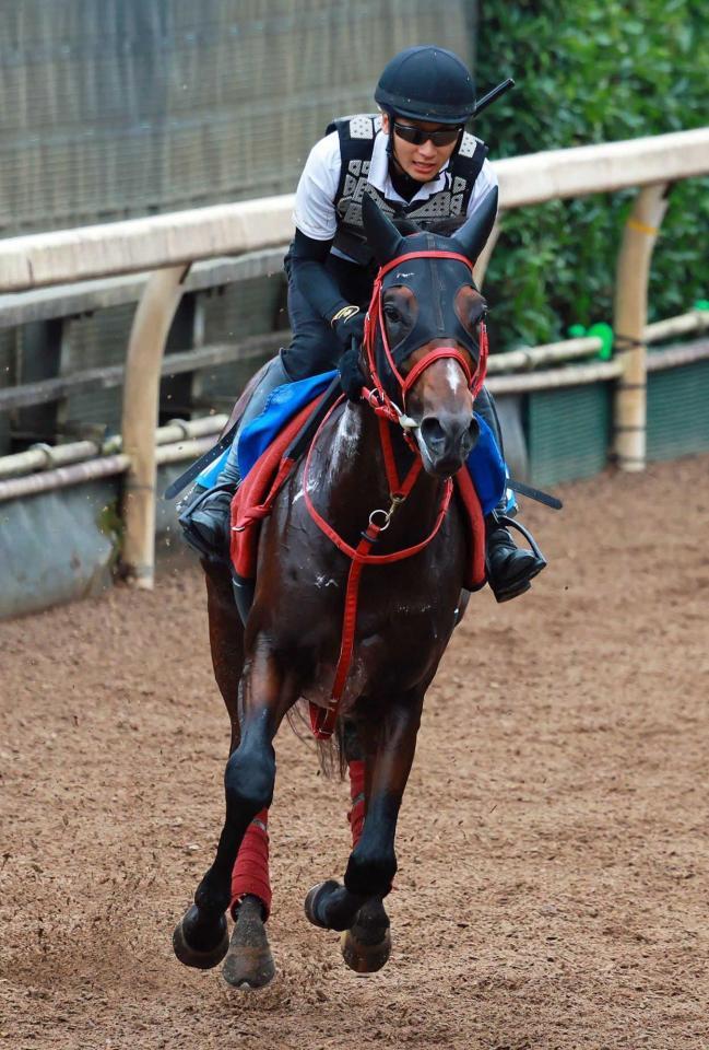 　坂路を駆け上がるドラゴンブースト