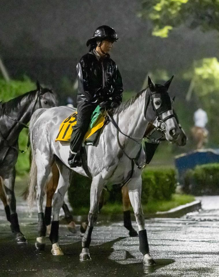　得意の京都でタイトルを狙う５歳牝馬アクアヴァーナル（撮影・石湯恒介）