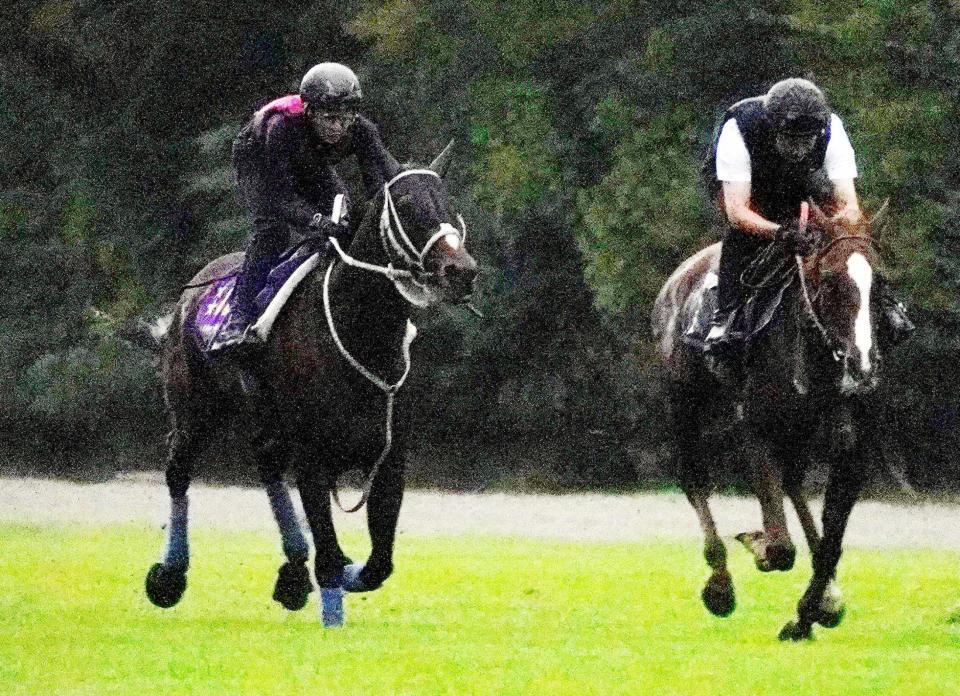 　武豊騎乗で追い切りを行ったメイショウタバル（左）＝撮影・平松さとし