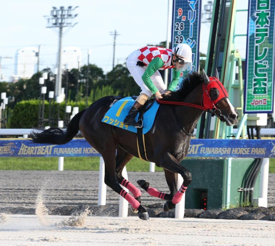 新馬戦で勝利したワッショイ