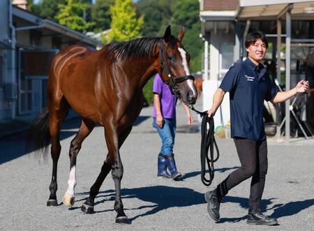 　始動戦を迎えるカムニャック