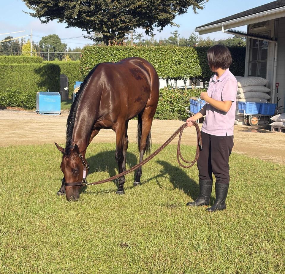　前川厩舎の“モグモグスポット”で牧草を食む２歳馬サノノマリーナ