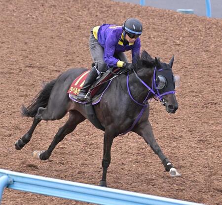 美浦Ｗで追い切るラベルセーヌ（撮影・持木克友）