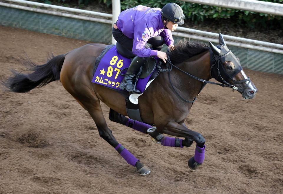 　栗東坂路を悠々と駆け上がるカムニャック（撮影・坂部計介）