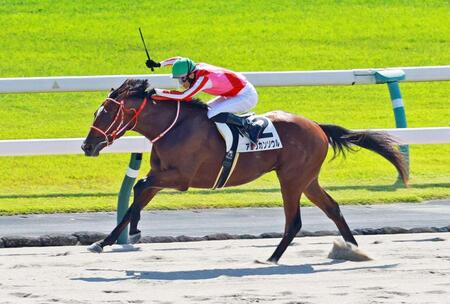 新馬戦を快勝したアメリカンソウル（撮影・石湯恒介）