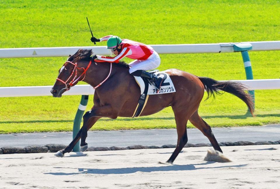 新馬戦を快勝したアメリカンソウル（撮影・石湯恒介）