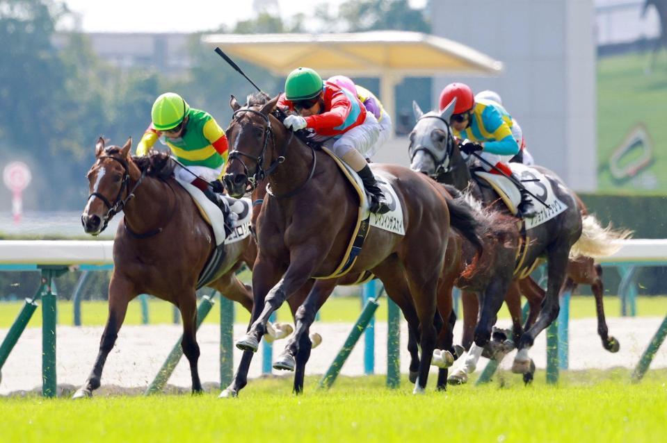 新馬戦を快勝したレインインザスカイ（中央）＝撮影・石湯恒介
