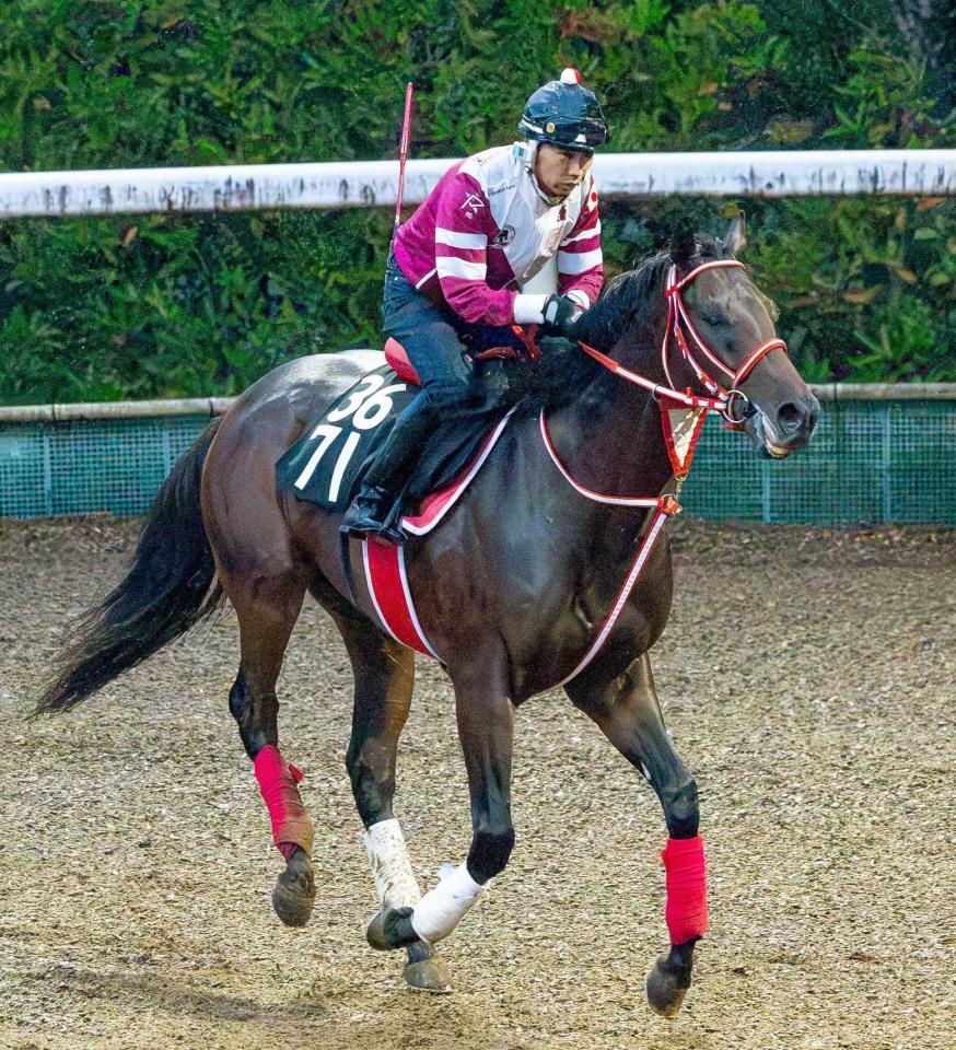 　期待が大きいヤングリッチ