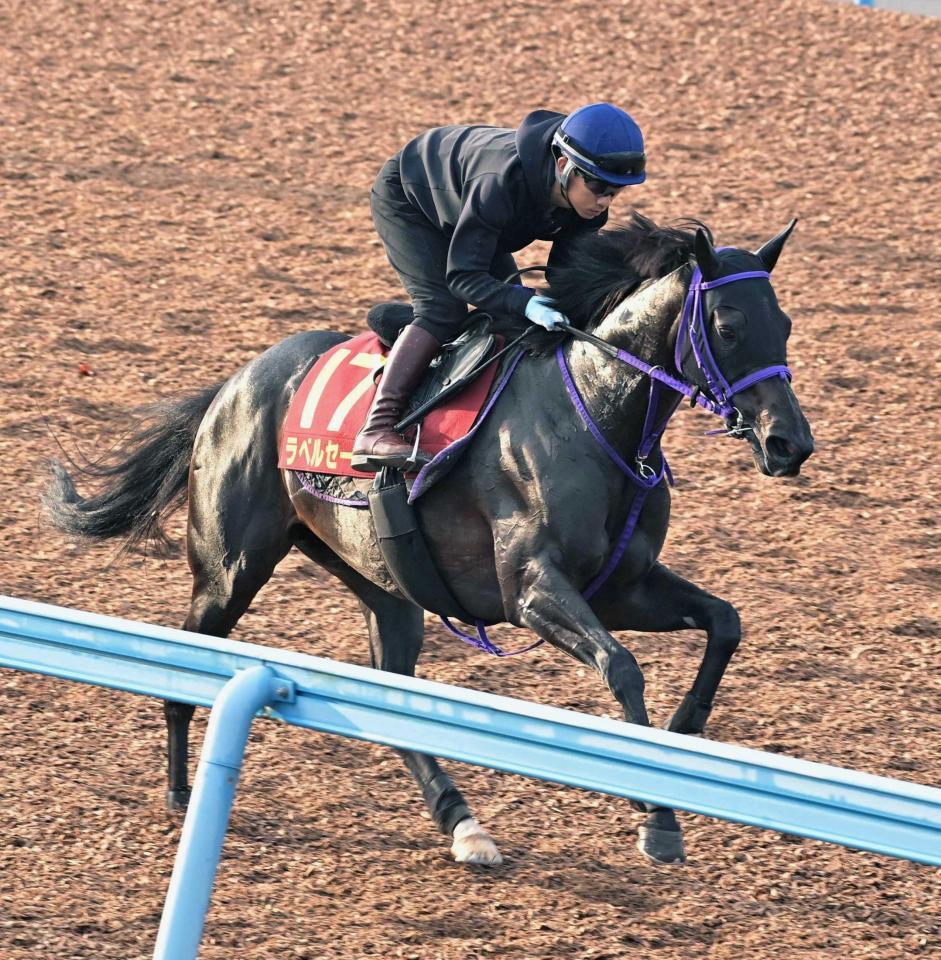 　美浦Ｗで充実ぶりをアピールしたラベルセーヌ