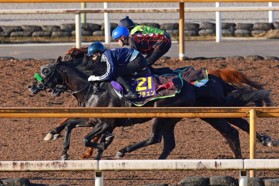　栗東ＣＷの３頭併せで悠々と最先着を決めたロブチェン（手前）＝撮影・石湯恒介