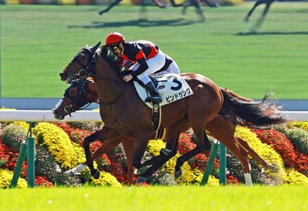新馬戦を快勝したビンドゥング（撮影・石湯恒介）