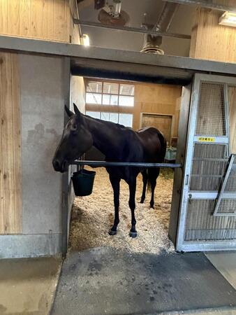 馬房でくつろぐモンローウォーク