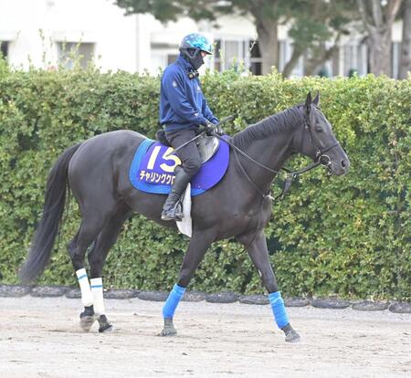 　淀の長丁場に挑む良血馬チャリングクロス