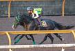 【菊花賞】ロブチェン文句なし！史上９頭目牡馬クラシック３冠へ　杉山晴師「本当に言うことなかった」雨予報＆距離延長どんと来い
