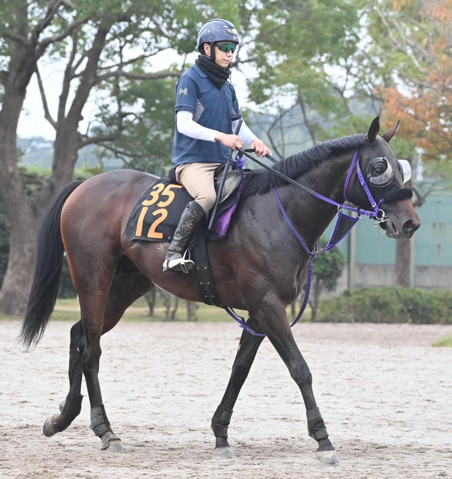 　デビュー勝ちを目指すノヴァルクス