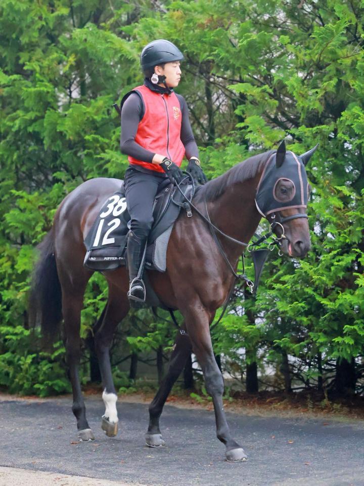 　伝説の新馬戦でベールを脱ぐダノンカンタービレ