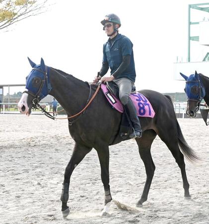 　夢が膨らむ期待の良血馬エクアトーレ