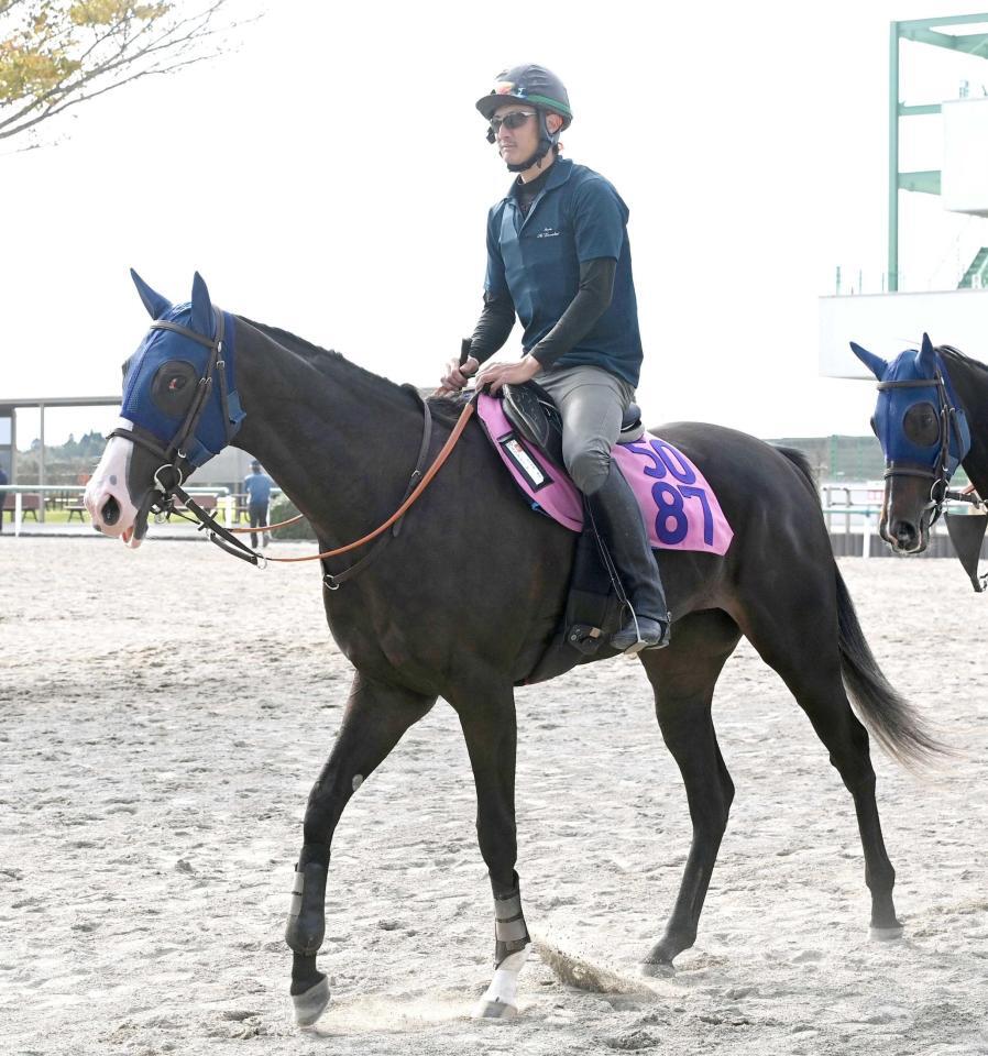 　夢が膨らむ期待の良血馬エクアトーレ