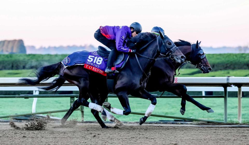 　テーオーパスワードとの併せ馬で軽快に動いたテーオーエルビス（手前）　©Ｂｒｅｅｄｅｒｓ’Ｃｕｐ／ＥｃｌｉｐｓｅＳｐｏｒｔｓｗｉｒｅ