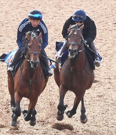 美浦Ｗ、ミッキーファルコン（左）と併せで追い切ったサクラファレル（撮影・園田高夫）