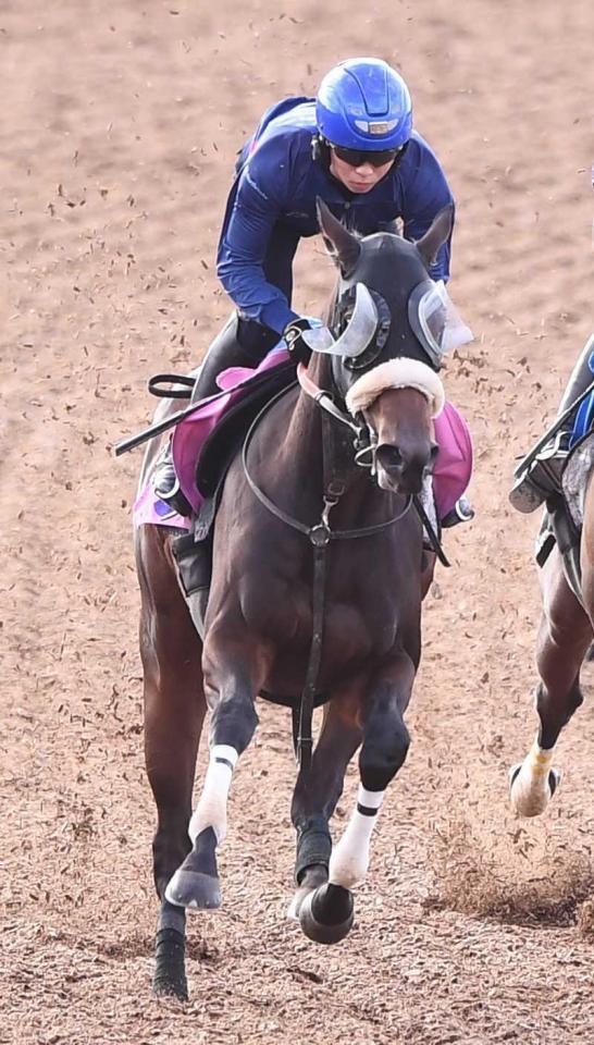 デビュー勝ちを目指すコールセレスト
