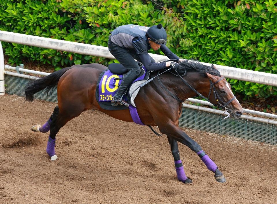 スティンガーグラス