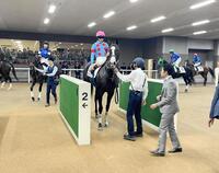 １０月３１日の東京５Ｒを勝ったイクイノックスの全妹エクアトーレ