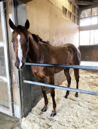 とっても美人さんなキリシマエアヒメ