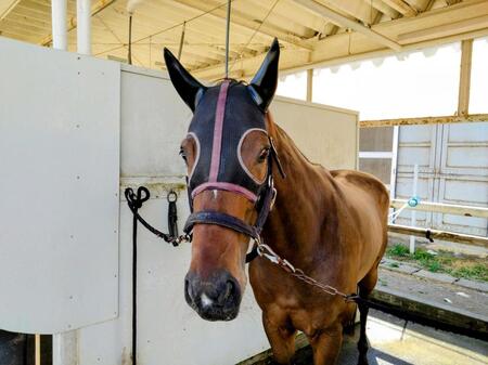 飛翼特別を制したアジアノジュンシン