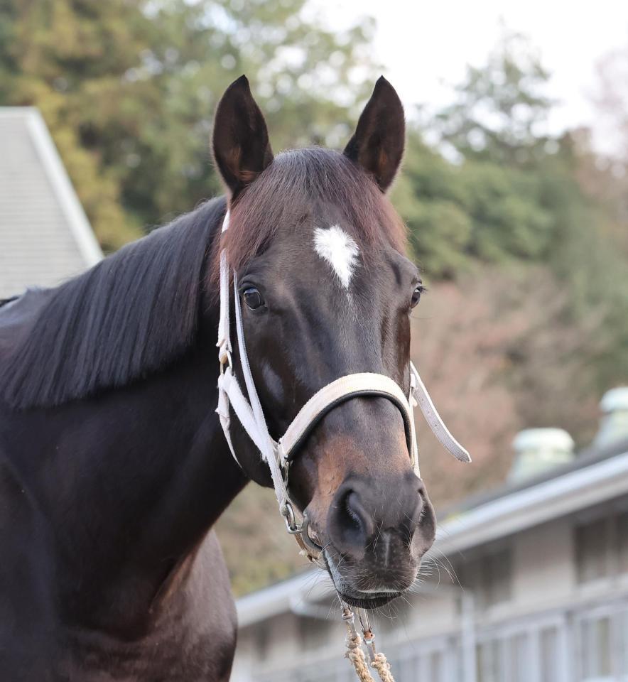 ディープボンド